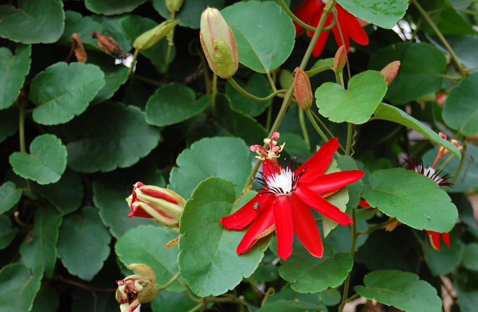 گل ساعتی قرمز